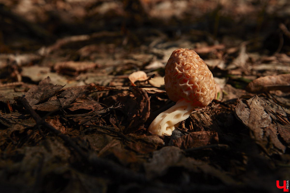 Замереть в глубине леса с телефоном в руках, чтобы сделать отличный снимок. Профессиональный грибник из Владимира Анна Писаренко уже пять лет ведет свой канал в социальных сетях. Среди ее лесных находок есть крайне интересные экземпляры.