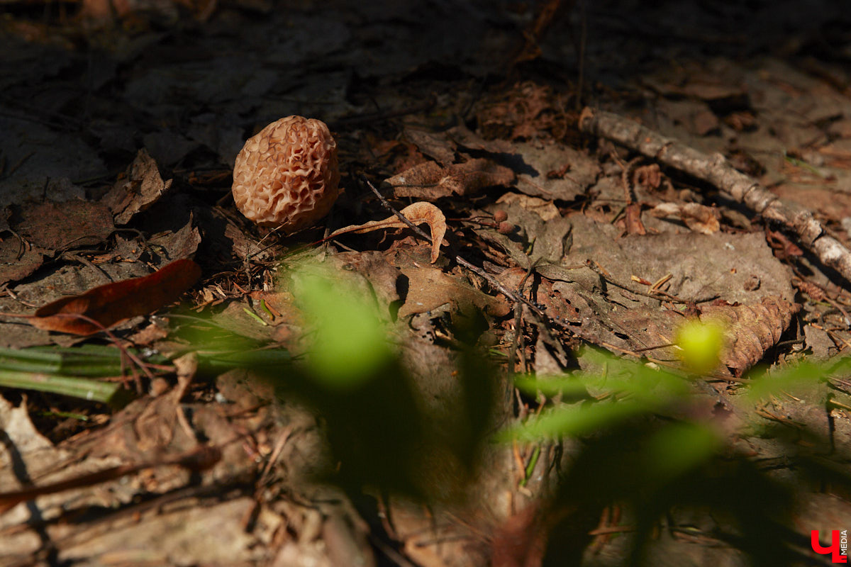 Замереть в глубине леса с телефоном в руках, чтобы сделать отличный снимок. Профессиональный грибник из Владимира Анна Писаренко уже пять лет ведет свой канал в социальных сетях. Среди ее лесных находок есть крайне интересные экземпляры.