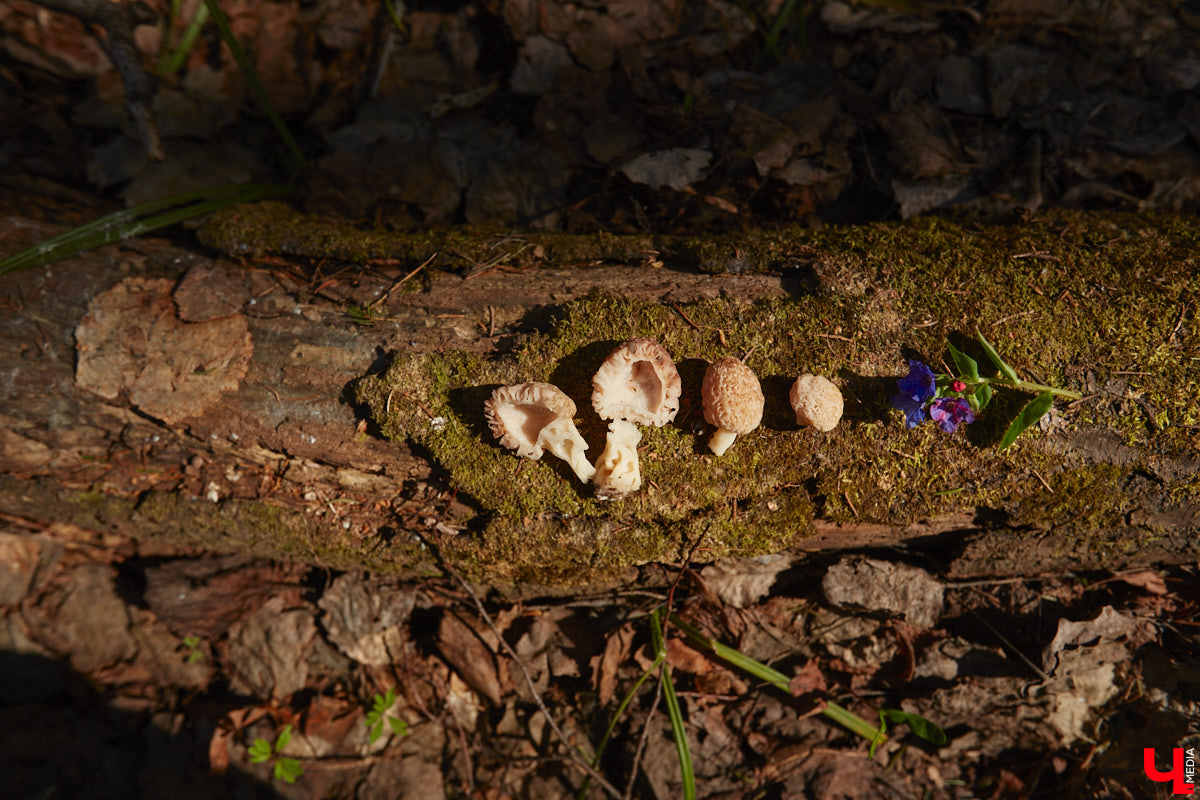 Замереть в глубине леса с телефоном в руках, чтобы сделать отличный снимок. Профессиональный грибник из Владимира Анна Писаренко уже пять лет ведет свой канал в социальных сетях. Среди ее лесных находок есть крайне интересные экземпляры.