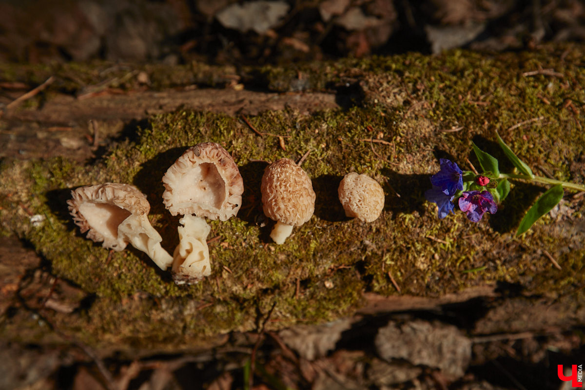 Замереть в глубине леса с телефоном в руках, чтобы сделать отличный снимок. Профессиональный грибник из Владимира Анна Писаренко уже пять лет ведет свой канал в социальных сетях. Среди ее лесных находок есть крайне интересные экземпляры.