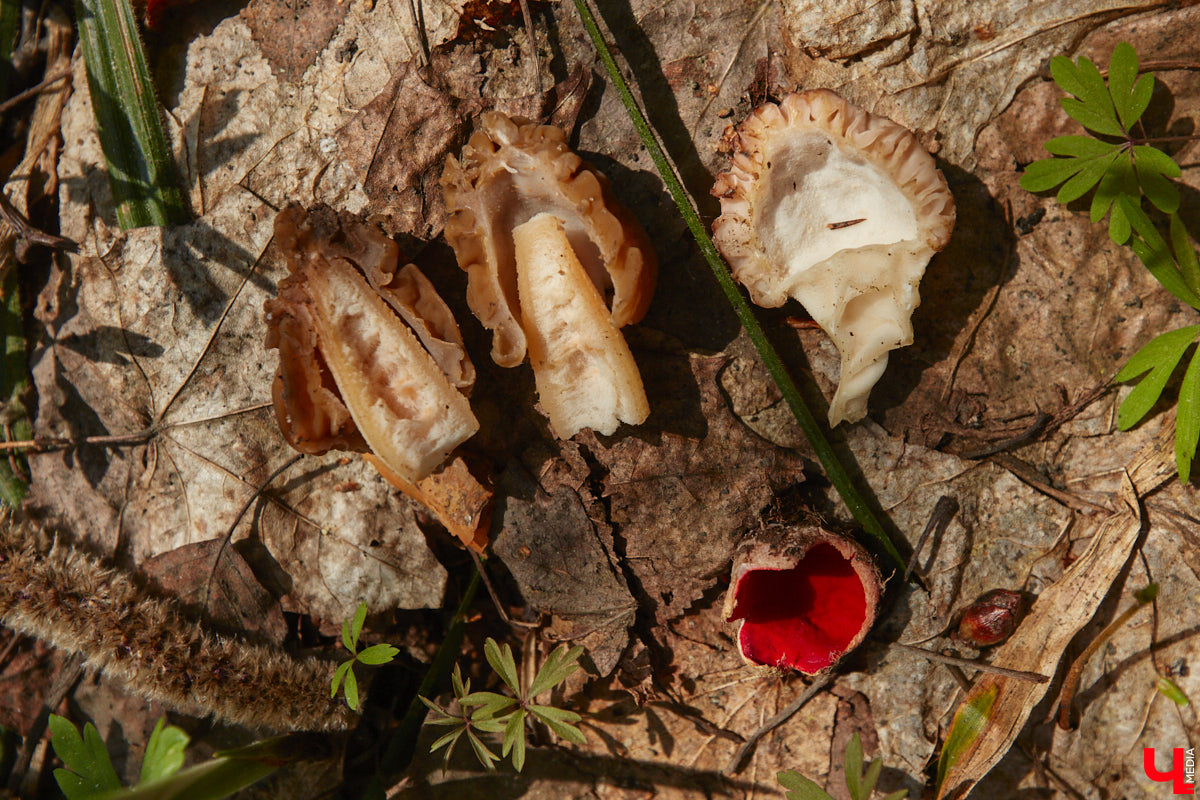 Замереть в глубине леса с телефоном в руках, чтобы сделать отличный снимок. Профессиональный грибник из Владимира Анна Писаренко уже пять лет ведет свой канал в социальных сетях. Среди ее лесных находок есть крайне интересные экземпляры.