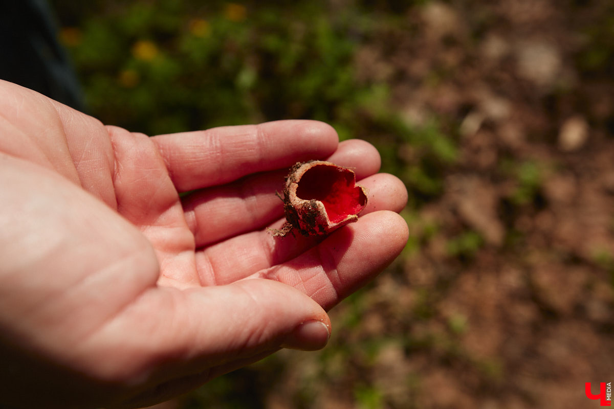 Замереть в глубине леса с телефоном в руках, чтобы сделать отличный снимок. Профессиональный грибник из Владимира Анна Писаренко уже пять лет ведет свой канал в социальных сетях. Среди ее лесных находок есть крайне интересные экземпляры.