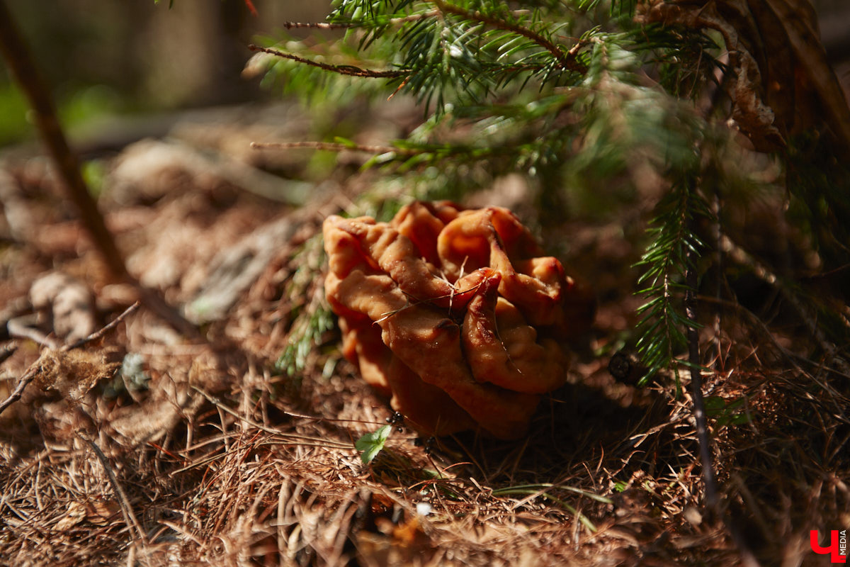 Замереть в глубине леса с телефоном в руках, чтобы сделать отличный снимок. Профессиональный грибник из Владимира Анна Писаренко уже пять лет ведет свой канал в социальных сетях. Среди ее лесных находок есть крайне интересные экземпляры.