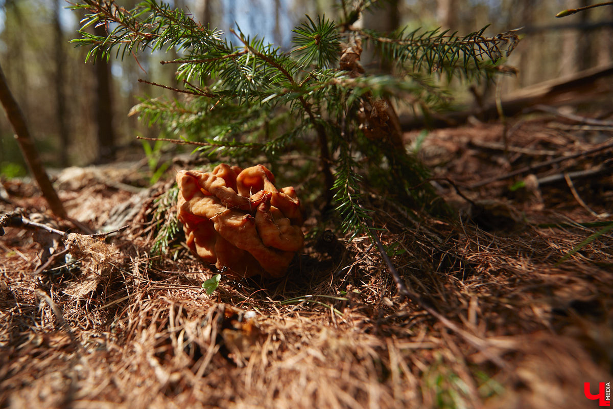Замереть в глубине леса с телефоном в руках, чтобы сделать отличный снимок. Профессиональный грибник из Владимира Анна Писаренко уже пять лет ведет свой канал в социальных сетях. Среди ее лесных находок есть крайне интересные экземпляры.