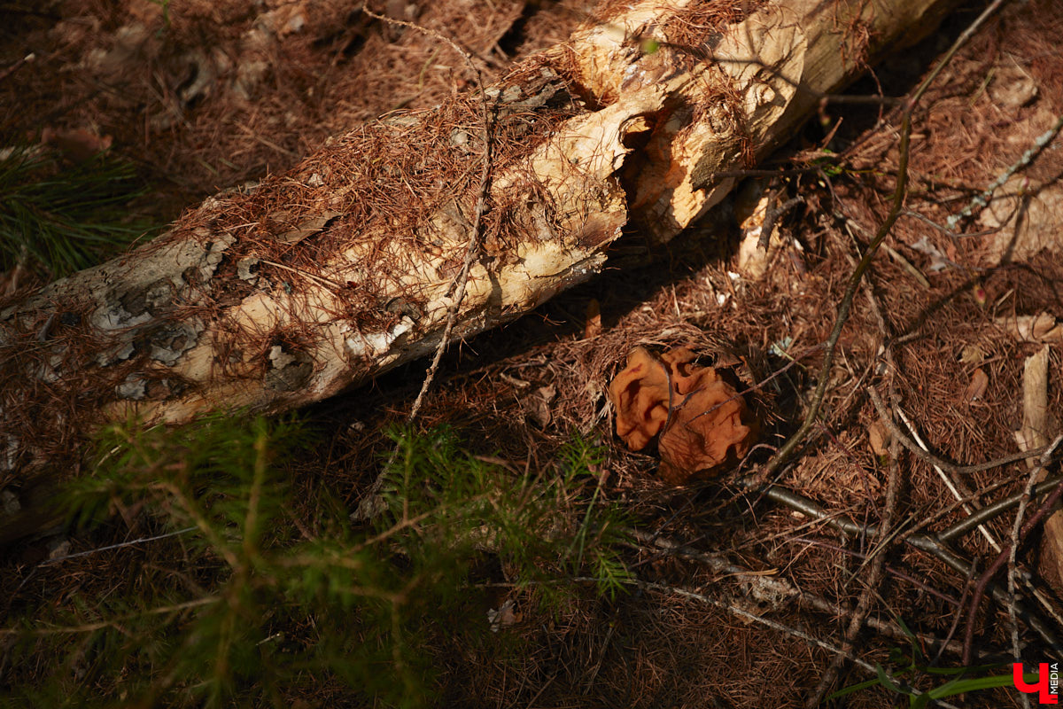 Замереть в глубине леса с телефоном в руках, чтобы сделать отличный снимок. Профессиональный грибник из Владимира Анна Писаренко уже пять лет ведет свой канал в социальных сетях. Среди ее лесных находок есть крайне интересные экземпляры.