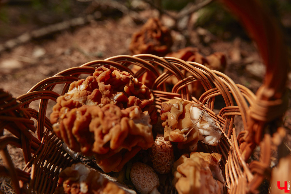 Замереть в глубине леса с телефоном в руках, чтобы сделать отличный снимок. Профессиональный грибник из Владимира Анна Писаренко уже пять лет ведет свой канал в социальных сетях. Среди ее лесных находок есть крайне интересные экземпляры.