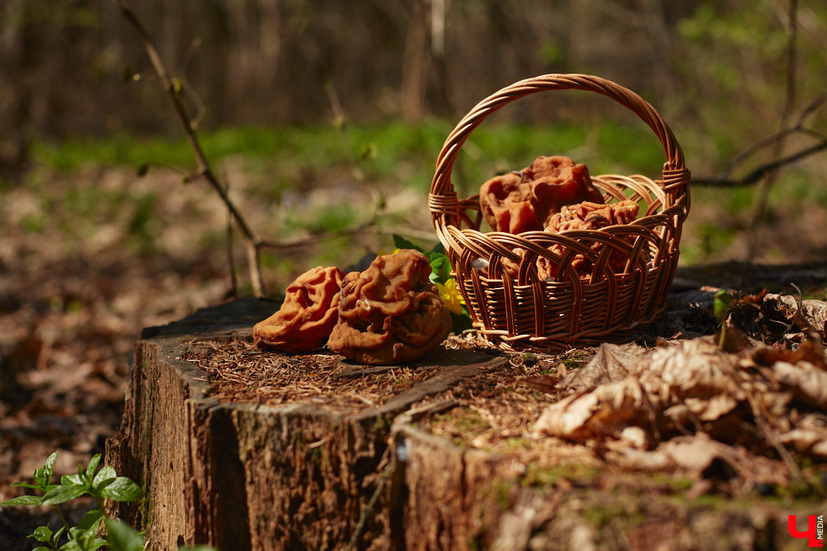 Замереть в глубине леса с телефоном в руках, чтобы сделать отличный снимок. Профессиональный грибник из Владимира Анна Писаренко уже пять лет ведет свой канал в социальных сетях. Среди ее лесных находок есть крайне интересные экземпляры.