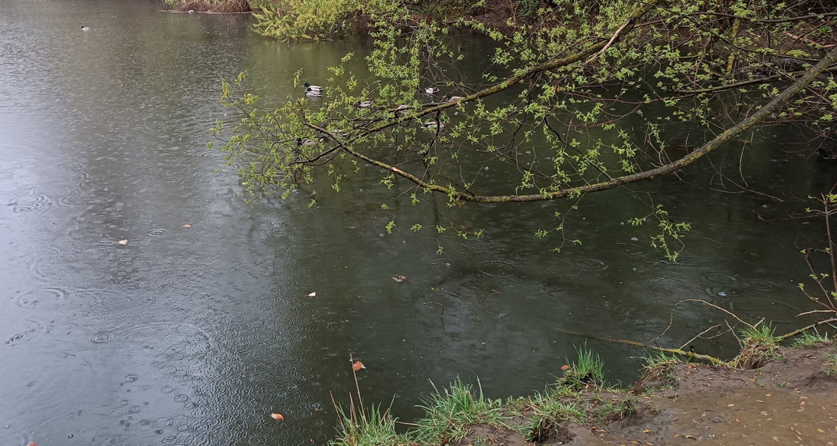 Дождались! Уже заказан новый проект благоустройства старых садов у ДДюТ. И это хорошая новость. Но есть один не очень приятный нюанс. Во время работ один из трех прудов на улице Мира предлагают засыпать, а на его месте организовать парковку и входную группу на территорию.