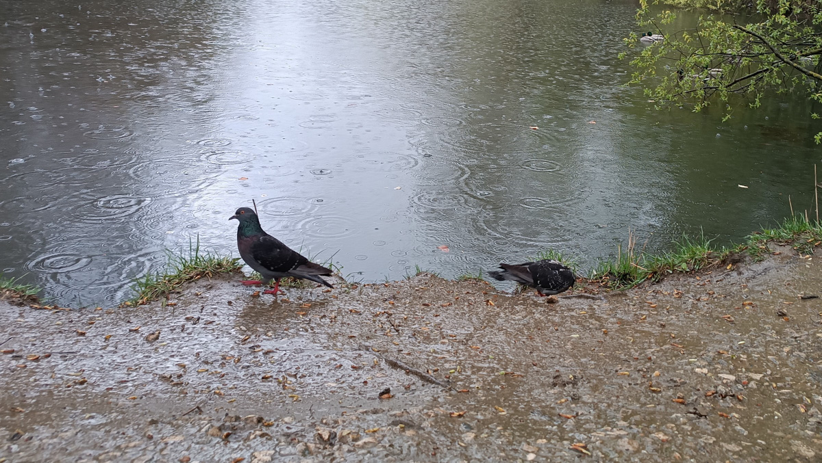 Дождались! Уже заказан новый проект благоустройства старых садов у ДДюТ. И это хорошая новость. Но есть один не очень приятный нюанс. Во время работ один из трех прудов на улице Мира предлагают засыпать, а на его месте организовать парковку и входную группу на территорию.