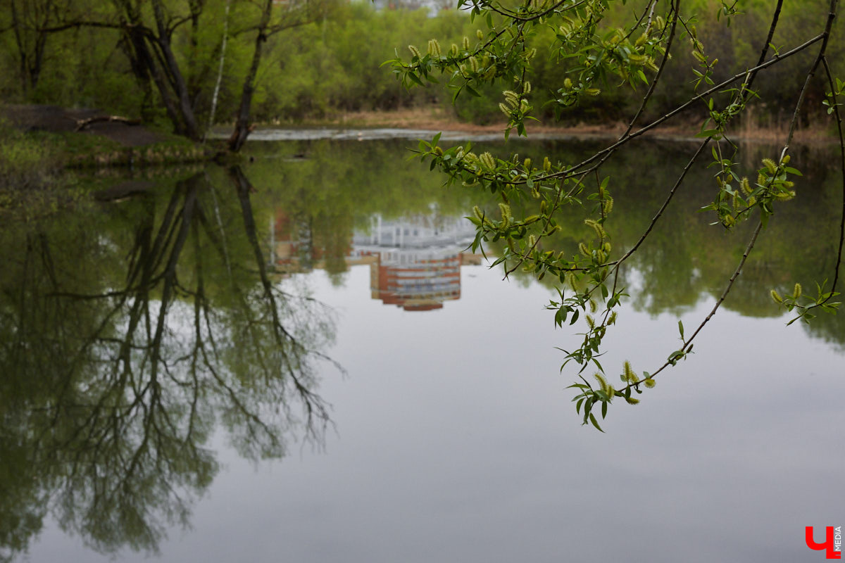 Дождались! Уже заказан новый проект благоустройства старых садов у ДДюТ. И это хорошая новость. Но есть один не очень приятный нюанс. Во время работ один из трех прудов на улице Мира предлагают засыпать, а на его месте организовать парковку и входную группу на территорию.