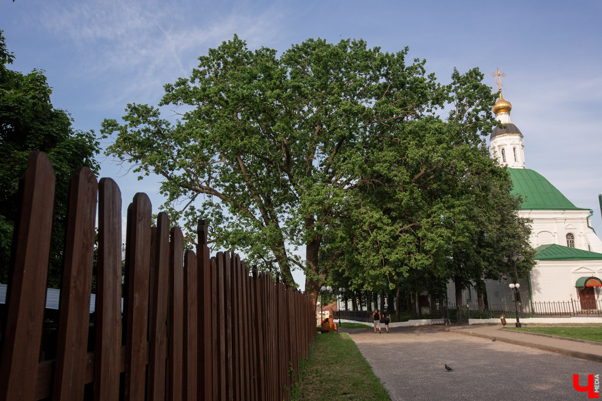 Одним из символов Владимира и области является «Пушкинский дуб», он же «Дуб черешчатый», которому уже больше ста лет. Находится раскидистый красавец на Спасском холме. Это растение, окутанное легендами и мифами, может стать национальным символом 2023 года. Но для этого жителям области придется дружно проголосовать за него во всероссийском конкурсе. Жмите кнопку, не проходите мимо!