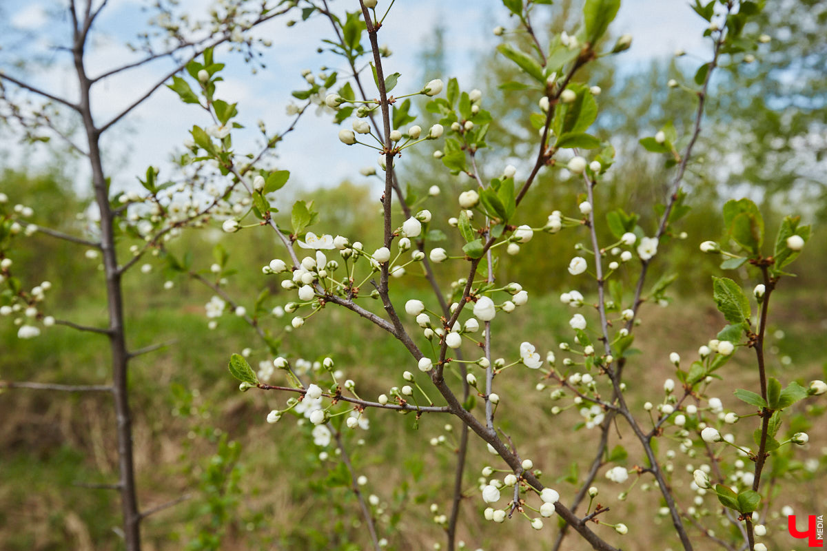 Только по официальным данным во Владимире больше сотни прудов, при этом благоустроены всего несколько из них. На остальных в лучшем случае не очень грязно. «Ключ-Медиа» проинспектировал самые популярные водоемы областного центра и спросил у местных жителей и экспертов, чего им не хватает, чтобы стать новой визитной карточкой города.
