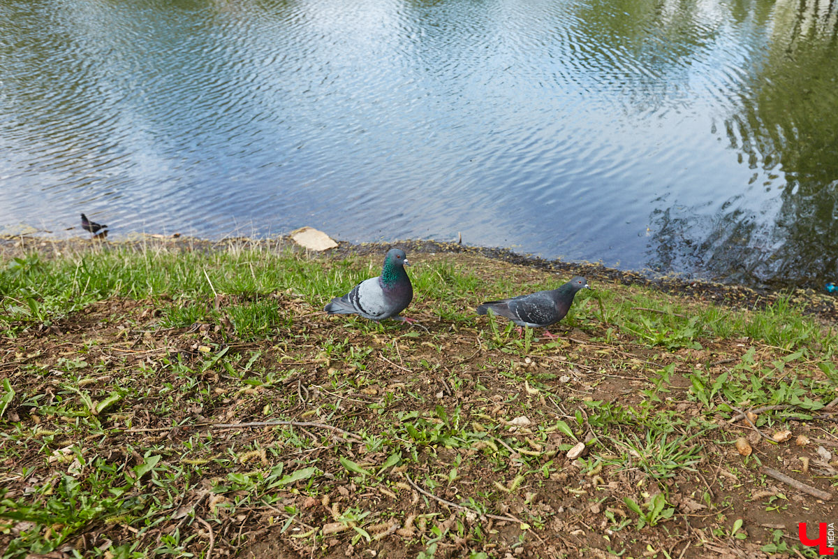 Только по официальным данным во Владимире больше сотни прудов, при этом благоустроены всего несколько из них. На остальных в лучшем случае не очень грязно. «Ключ-Медиа» проинспектировал самые популярные водоемы областного центра и спросил у местных жителей и экспертов, чего им не хватает, чтобы стать новой визитной карточкой города.