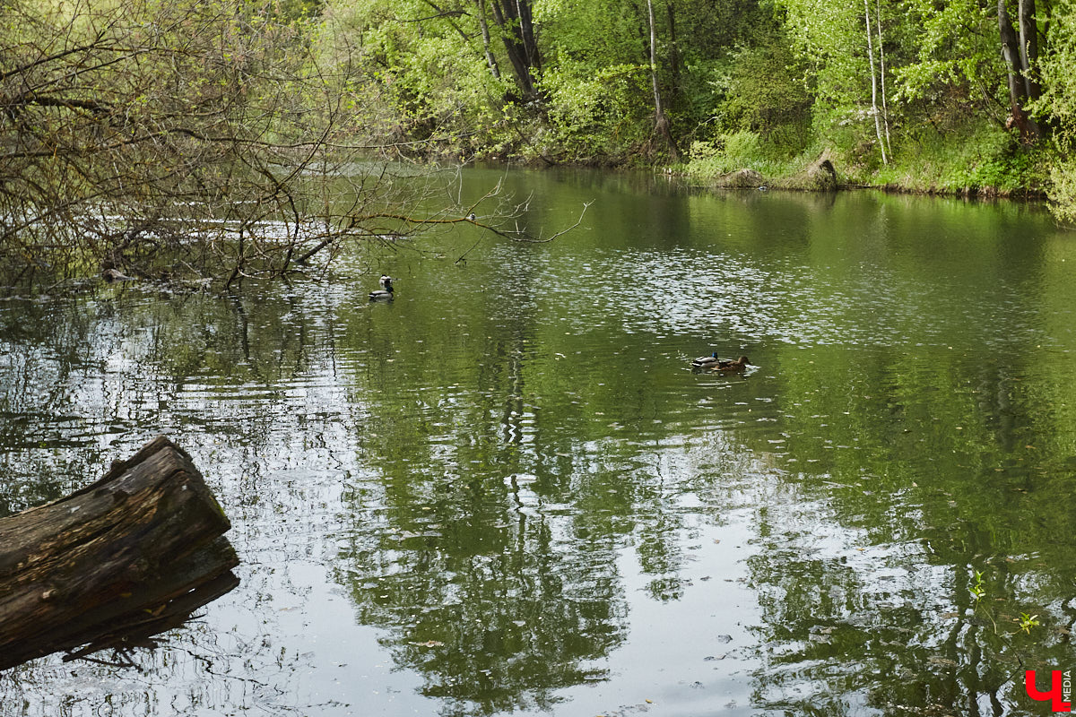 Только по официальным данным во Владимире больше сотни прудов, при этом благоустроены всего несколько из них. На остальных в лучшем случае не очень грязно. «Ключ-Медиа» проинспектировал самые популярные водоемы областного центра и спросил у местных жителей и экспертов, чего им не хватает, чтобы стать новой визитной карточкой города.
