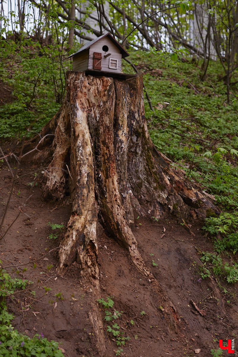 В этом году Патриарший сад отмечает свой юбилей. В мае цветущему оазису исполняется 75 лет. Сегодня уникальное место в самом центре Владимира ежедневно принимает десятки гостей. Специально для «Ключ-Медиа» экскурсию по его территории провела сотрудница, которая знает тут каждое дерево и каждый цветок.