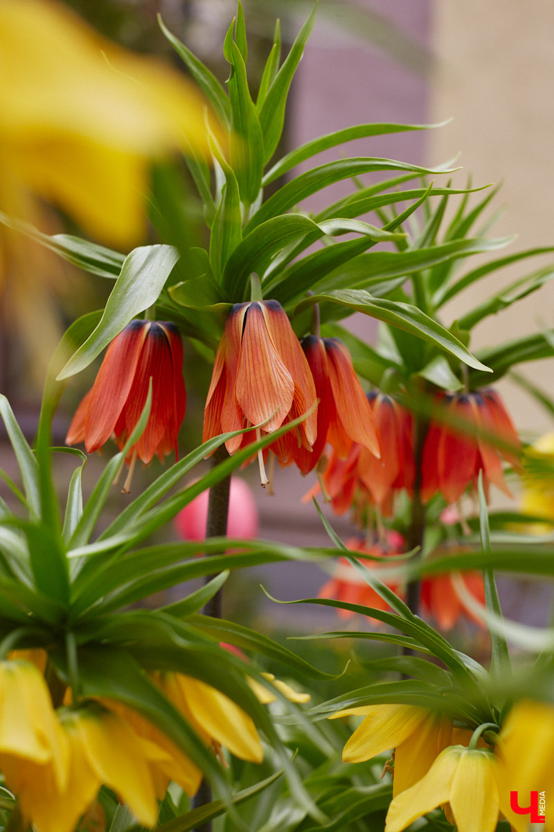 В этом году Патриарший сад отмечает свой юбилей. В мае цветущему оазису исполняется 75 лет. Сегодня уникальное место в самом центре Владимира ежедневно принимает десятки гостей. Специально для «Ключ-Медиа» экскурсию по его территории провела сотрудница, которая знает тут каждое дерево и каждый цветок.