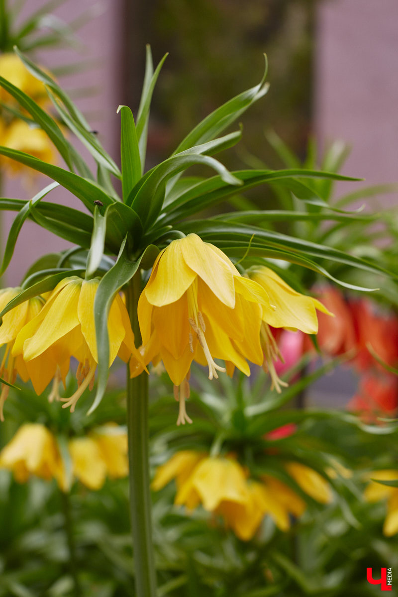 В этом году Патриарший сад отмечает свой юбилей. В мае цветущему оазису исполняется 75 лет. Сегодня уникальное место в самом центре Владимира ежедневно принимает десятки гостей. Специально для «Ключ-Медиа» экскурсию по его территории провела сотрудница, которая знает тут каждое дерево и каждый цветок.