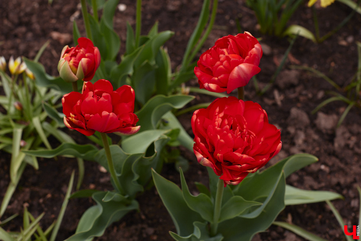 В этом году Патриарший сад отмечает свой юбилей. В мае цветущему оазису исполняется 75 лет. Сегодня уникальное место в самом центре Владимира ежедневно принимает десятки гостей. Специально для «Ключ-Медиа» экскурсию по его территории провела сотрудница, которая знает тут каждое дерево и каждый цветок.
