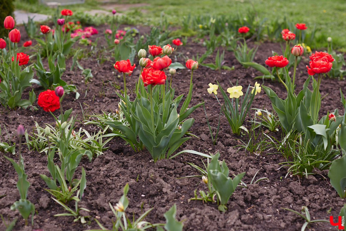 В этом году Патриарший сад отмечает свой юбилей. В мае цветущему оазису исполняется 75 лет. Сегодня уникальное место в самом центре Владимира ежедневно принимает десятки гостей. Специально для «Ключ-Медиа» экскурсию по его территории провела сотрудница, которая знает тут каждое дерево и каждый цветок.