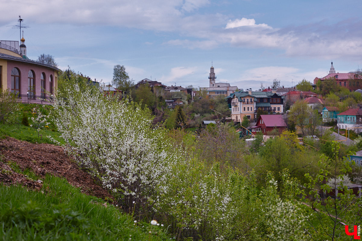 В этом году Патриарший сад отмечает свой юбилей. В мае цветущему оазису исполняется 75 лет. Сегодня уникальное место в самом центре Владимира ежедневно принимает десятки гостей. Специально для «Ключ-Медиа» экскурсию по его территории провела сотрудница, которая знает тут каждое дерево и каждый цветок.