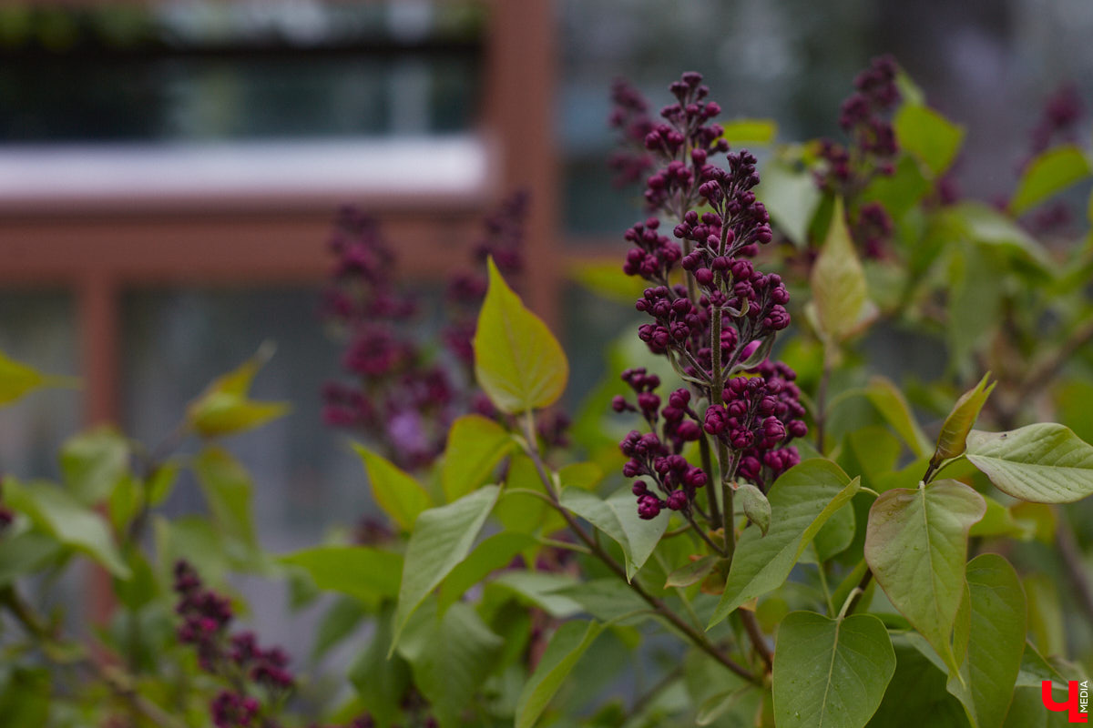 В этом году Патриарший сад отмечает свой юбилей. В мае цветущему оазису исполняется 75 лет. Сегодня уникальное место в самом центре Владимира ежедневно принимает десятки гостей. Специально для «Ключ-Медиа» экскурсию по его территории провела сотрудница, которая знает тут каждое дерево и каждый цветок.