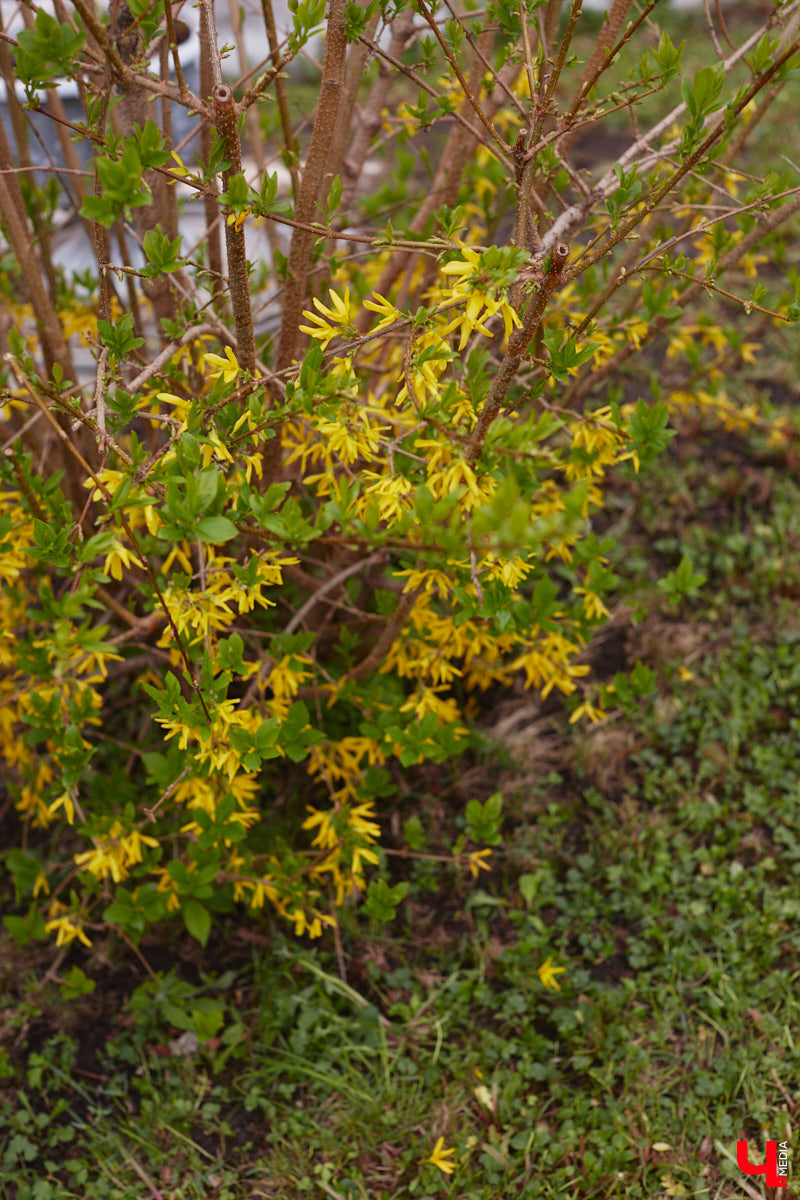 В этом году Патриарший сад отмечает свой юбилей. В мае цветущему оазису исполняется 75 лет. Сегодня уникальное место в самом центре Владимира ежедневно принимает десятки гостей. Специально для «Ключ-Медиа» экскурсию по его территории провела сотрудница, которая знает тут каждое дерево и каждый цветок.
