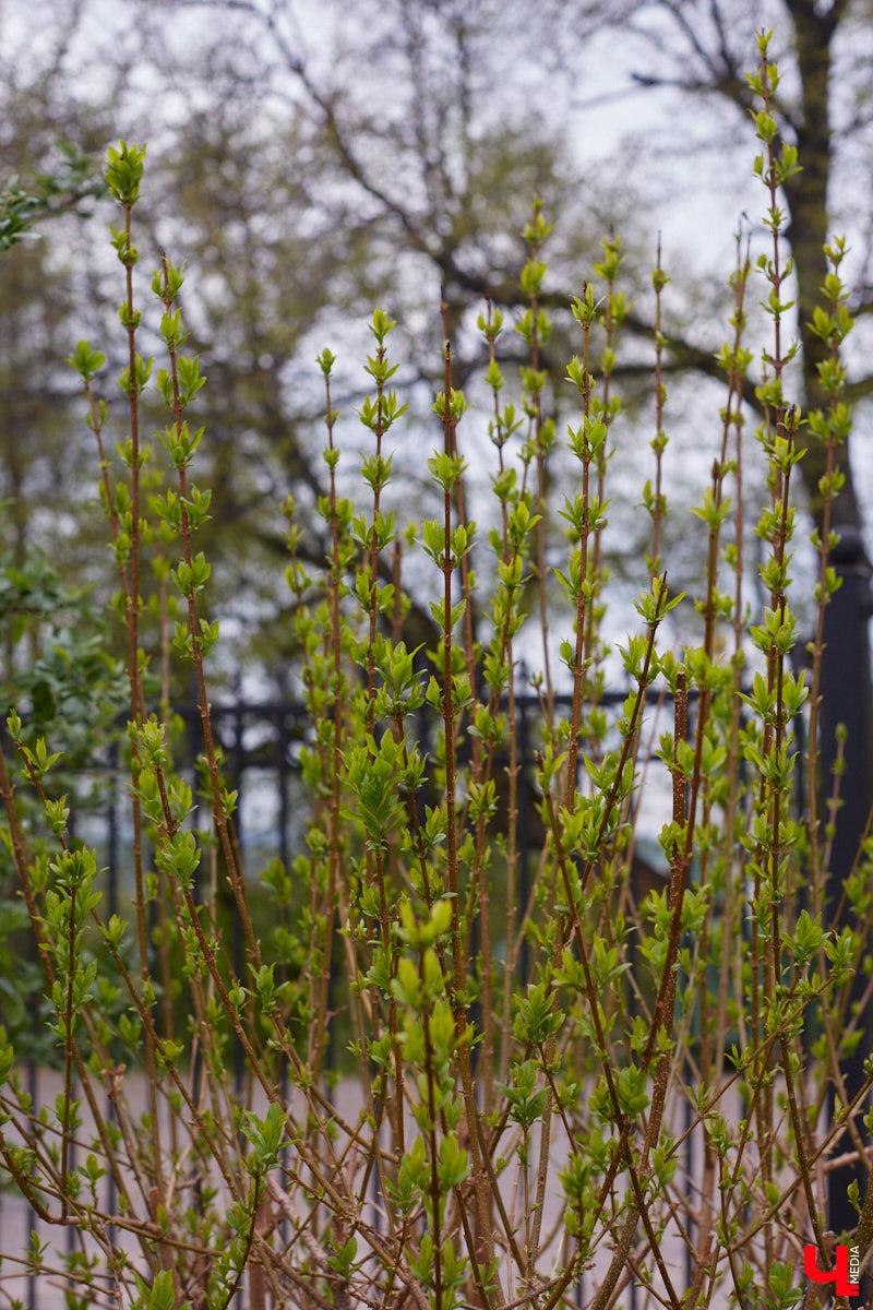 В этом году Патриарший сад отмечает свой юбилей. В мае цветущему оазису исполняется 75 лет. Сегодня уникальное место в самом центре Владимира ежедневно принимает десятки гостей. Специально для «Ключ-Медиа» экскурсию по его территории провела сотрудница, которая знает тут каждое дерево и каждый цветок.