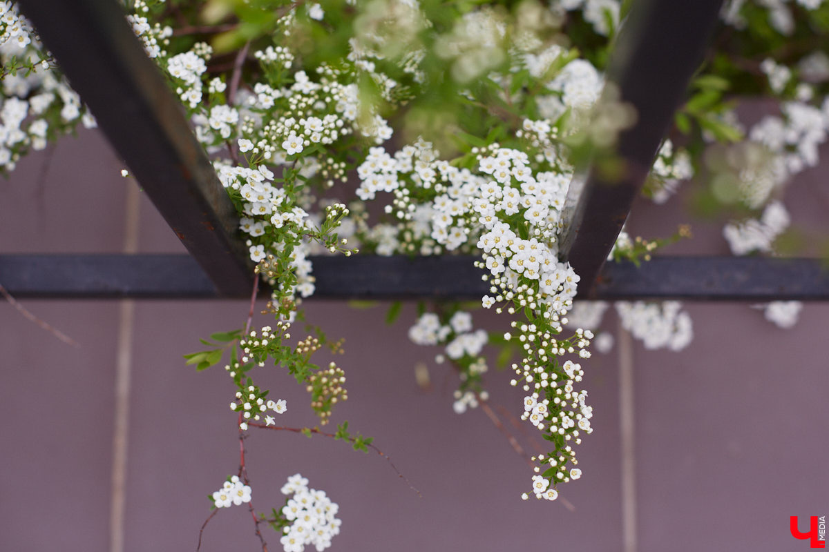 В этом году Патриарший сад отмечает свой юбилей. В мае цветущему оазису исполняется 75 лет. Сегодня уникальное место в самом центре Владимира ежедневно принимает десятки гостей. Специально для «Ключ-Медиа» экскурсию по его территории провела сотрудница, которая знает тут каждое дерево и каждый цветок.