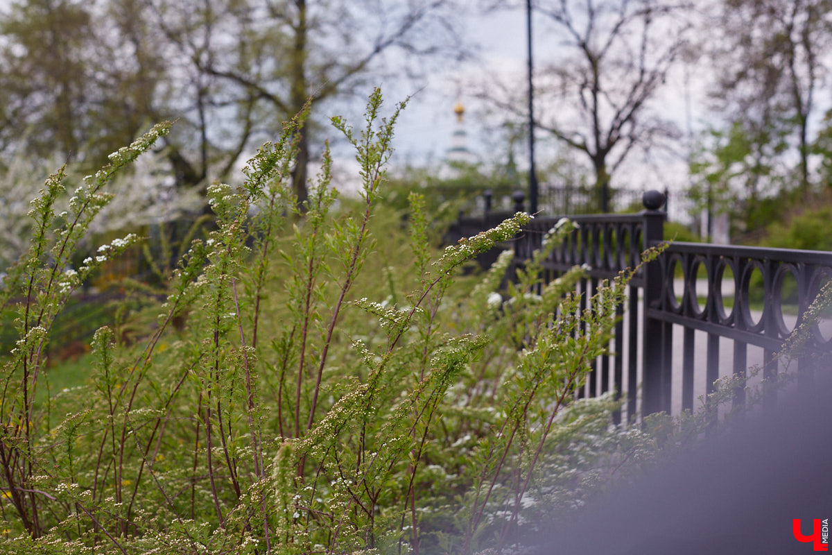 В этом году Патриарший сад отмечает свой юбилей. В мае цветущему оазису исполняется 75 лет. Сегодня уникальное место в самом центре Владимира ежедневно принимает десятки гостей. Специально для «Ключ-Медиа» экскурсию по его территории провела сотрудница, которая знает тут каждое дерево и каждый цветок.