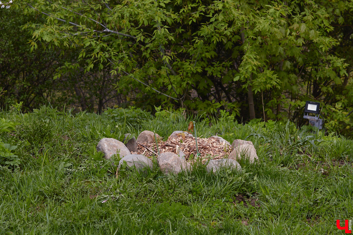 В этом году Патриарший сад отмечает свой юбилей. В мае цветущему оазису исполняется 75 лет. Сегодня уникальное место в самом центре Владимира ежедневно принимает десятки гостей. Специально для «Ключ-Медиа» экскурсию по его территории провела сотрудница, которая знает тут каждое дерево и каждый цветок.