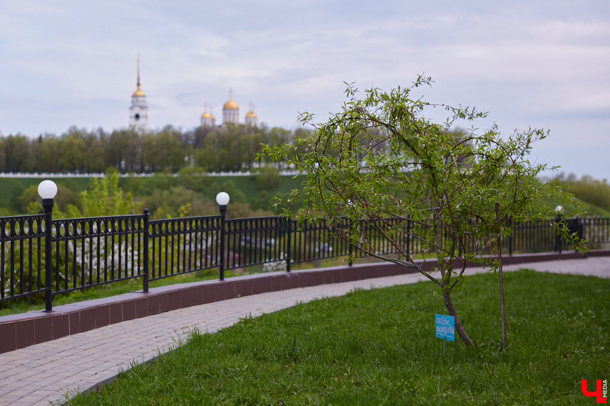 В этом году Патриарший сад отмечает свой юбилей. В мае цветущему оазису исполняется 75 лет. Сегодня уникальное место в самом центре Владимира ежедневно принимает десятки гостей. Специально для «Ключ-Медиа» экскурсию по его территории провела сотрудница, которая знает тут каждое дерево и каждый цветок.