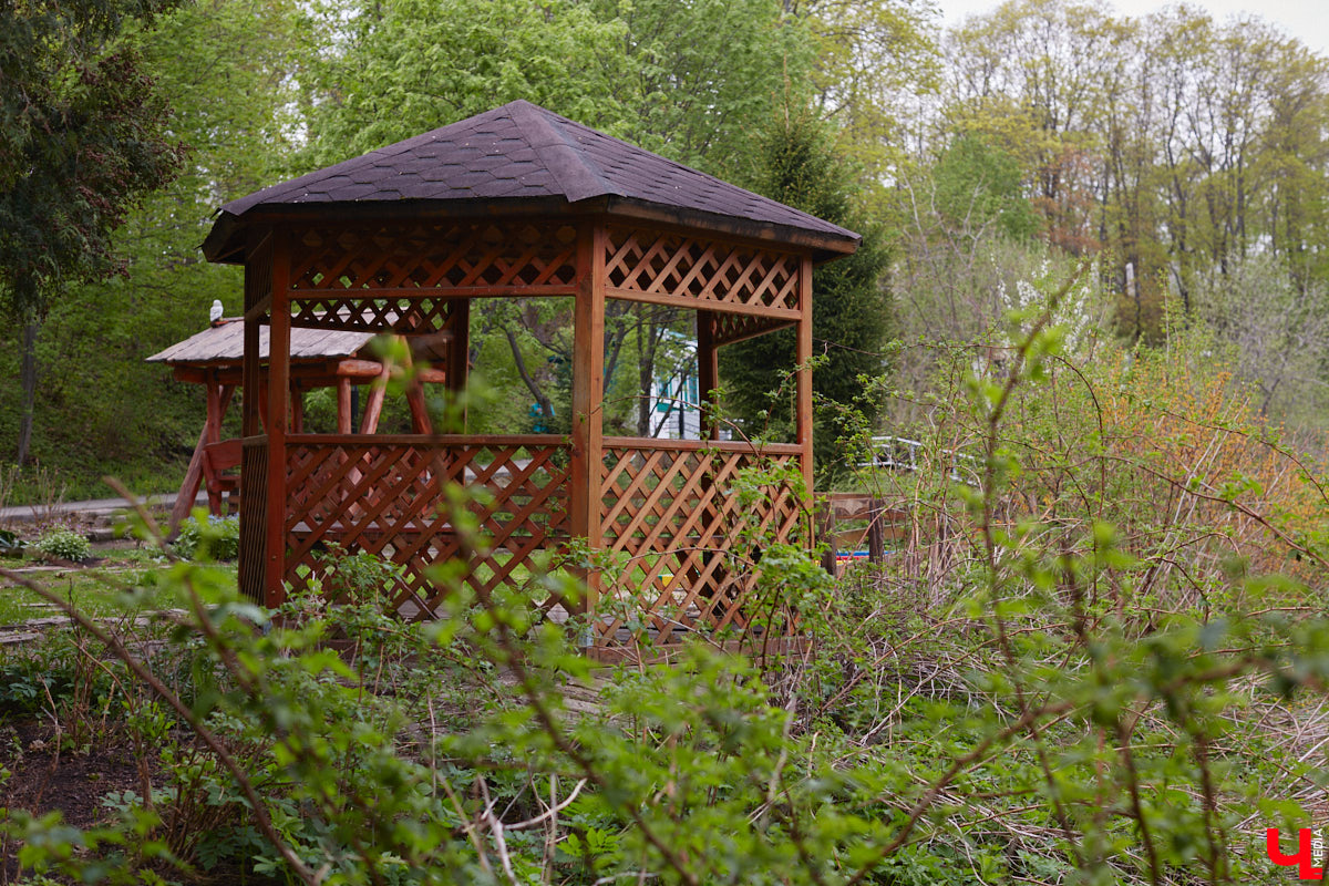 В этом году Патриарший сад отмечает свой юбилей. В мае цветущему оазису исполняется 75 лет. Сегодня уникальное место в самом центре Владимира ежедневно принимает десятки гостей. Специально для «Ключ-Медиа» экскурсию по его территории провела сотрудница, которая знает тут каждое дерево и каждый цветок.