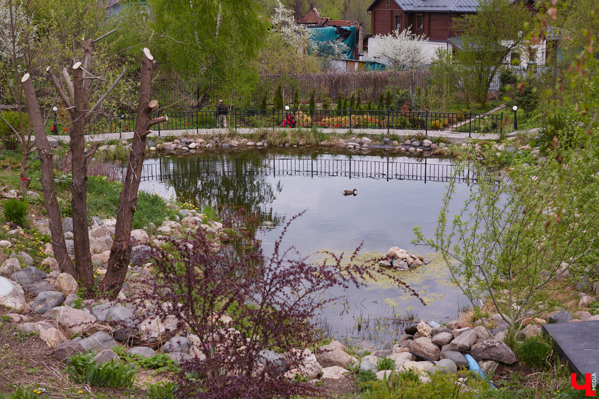 В этом году Патриарший сад отмечает свой юбилей. В мае цветущему оазису исполняется 75 лет. Сегодня уникальное место в самом центре Владимира ежедневно принимает десятки гостей. Специально для «Ключ-Медиа» экскурсию по его территории провела сотрудница, которая знает тут каждое дерево и каждый цветок.