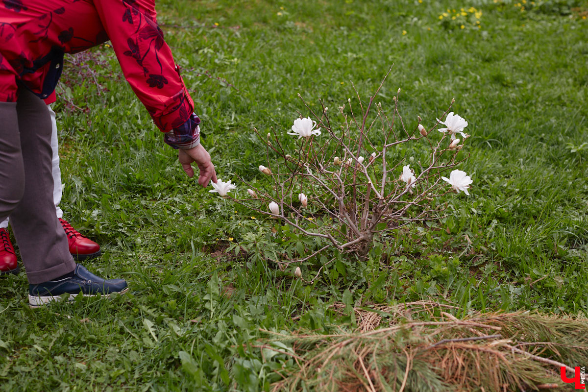 В этом году Патриарший сад отмечает свой юбилей. В мае цветущему оазису исполняется 75 лет. Сегодня уникальное место в самом центре Владимира ежедневно принимает десятки гостей. Специально для «Ключ-Медиа» экскурсию по его территории провела сотрудница, которая знает тут каждое дерево и каждый цветок.