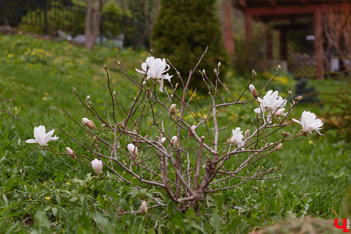В этом году Патриарший сад отмечает свой юбилей. В мае цветущему оазису исполняется 75 лет. Сегодня уникальное место в самом центре Владимира ежедневно принимает десятки гостей. Специально для «Ключ-Медиа» экскурсию по его территории провела сотрудница, которая знает тут каждое дерево и каждый цветок.