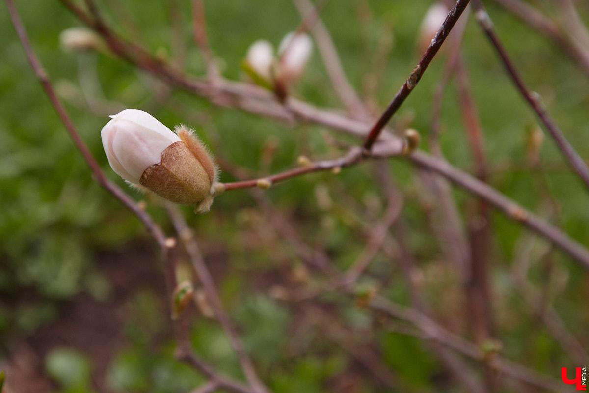 В этом году Патриарший сад отмечает свой юбилей. В мае цветущему оазису исполняется 75 лет. Сегодня уникальное место в самом центре Владимира ежедневно принимает десятки гостей. Специально для «Ключ-Медиа» экскурсию по его территории провела сотрудница, которая знает тут каждое дерево и каждый цветок.