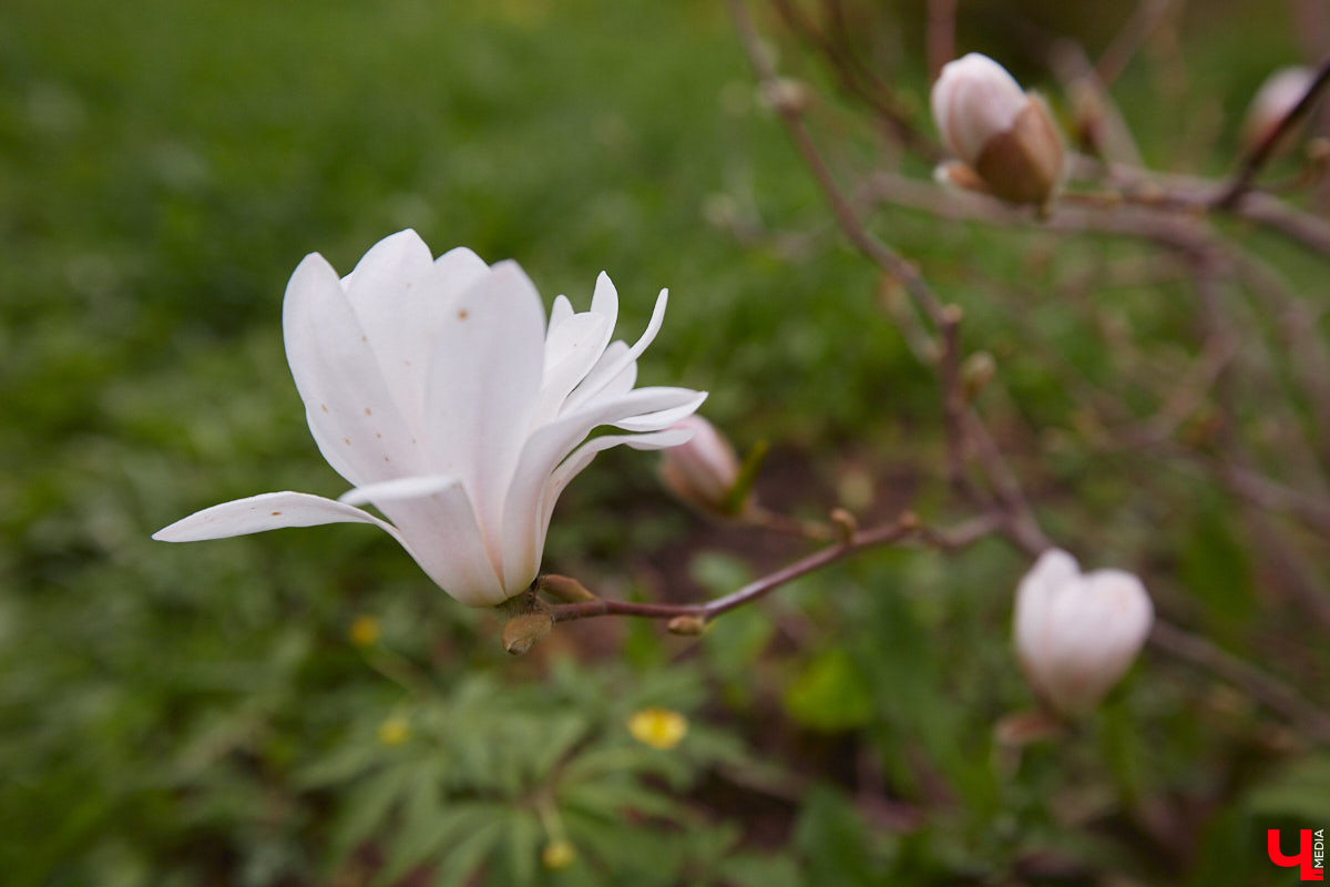 В этом году Патриарший сад отмечает свой юбилей. В мае цветущему оазису исполняется 75 лет. Сегодня уникальное место в самом центре Владимира ежедневно принимает десятки гостей. Специально для «Ключ-Медиа» экскурсию по его территории провела сотрудница, которая знает тут каждое дерево и каждый цветок.