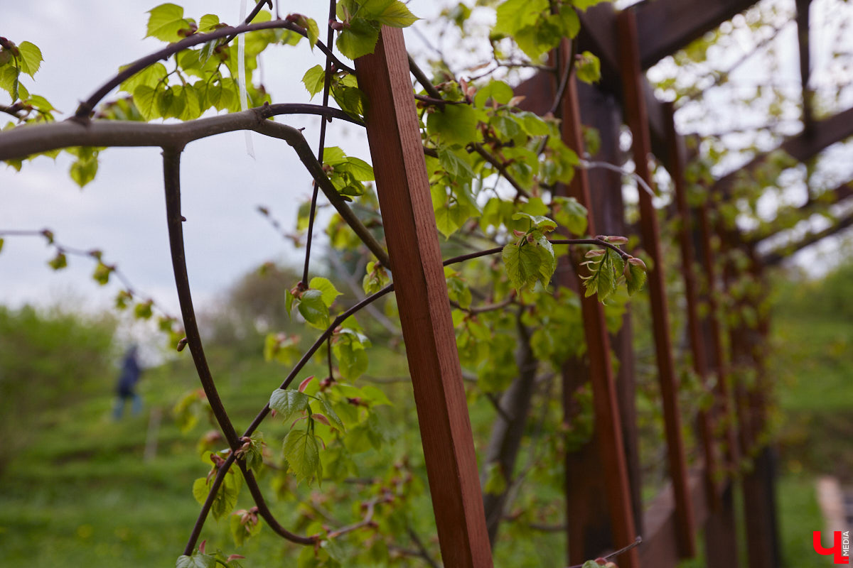 В этом году Патриарший сад отмечает свой юбилей. В мае цветущему оазису исполняется 75 лет. Сегодня уникальное место в самом центре Владимира ежедневно принимает десятки гостей. Специально для «Ключ-Медиа» экскурсию по его территории провела сотрудница, которая знает тут каждое дерево и каждый цветок.