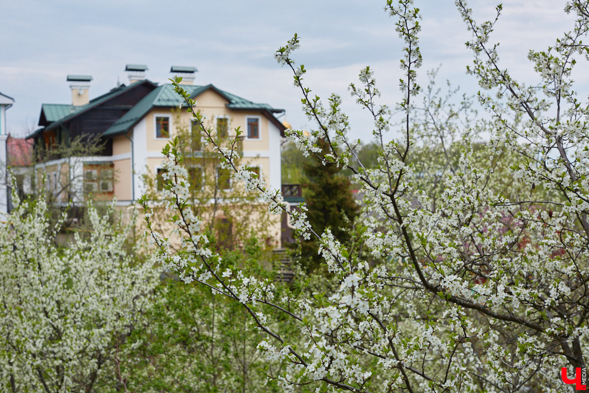 В этом году Патриарший сад отмечает свой юбилей. В мае цветущему оазису исполняется 75 лет. Сегодня уникальное место в самом центре Владимира ежедневно принимает десятки гостей. Специально для «Ключ-Медиа» экскурсию по его территории провела сотрудница, которая знает тут каждое дерево и каждый цветок.