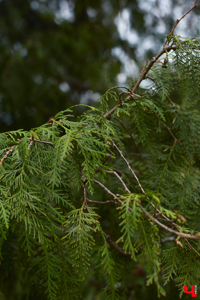 В этом году Патриарший сад отмечает свой юбилей. В мае цветущему оазису исполняется 75 лет. Сегодня уникальное место в самом центре Владимира ежедневно принимает десятки гостей. Специально для «Ключ-Медиа» экскурсию по его территории провела сотрудница, которая знает тут каждое дерево и каждый цветок.