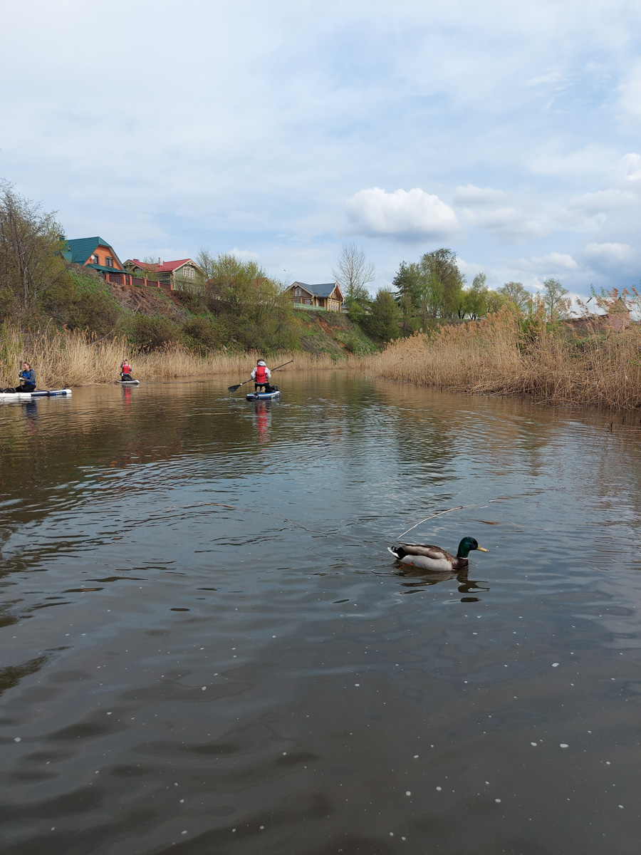 Суздальские экоактивисты устроили нестандартный сплав по реке Каменке. На субботник они не просто вышли, а буквально выплыли… на сапбордах. За пару часов с поверхности воды и береговой линии ребятам удалось собрать тридцать мешков разнообразного мусора.