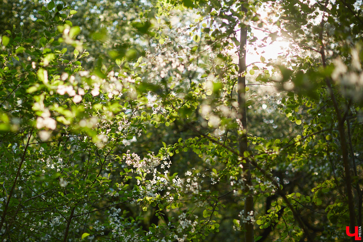 Что может быть лучше для красивых кадров, чем цветущие в мае деревья и кустарники на фоне? Только когда вся эта буйная палитра красок находится сразу в одном месте! Мы собрали для вас пять самых привлекательных локаций во Владимире, где можно не только полюбоваться природой, но и устроить нежный весенний фотосет на память.