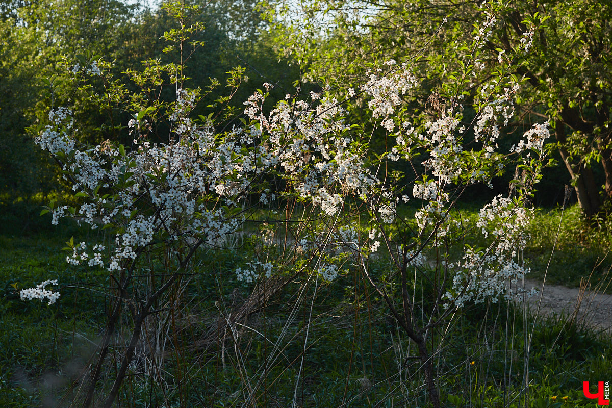 Что может быть лучше для красивых кадров, чем цветущие в мае деревья и кустарники на фоне? Только когда вся эта буйная палитра красок находится сразу в одном месте! Мы собрали для вас пять самых привлекательных локаций во Владимире, где можно не только полюбоваться природой, но и устроить нежный весенний фотосет на память.