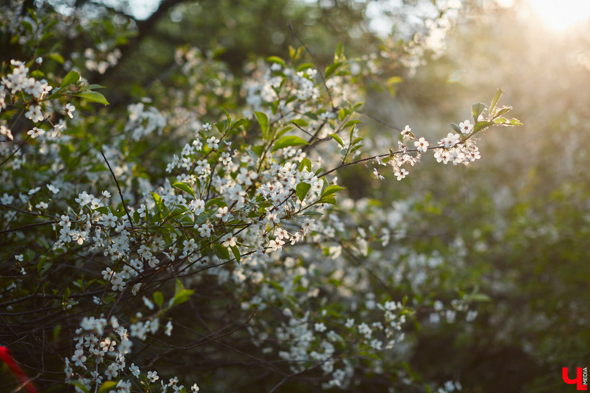 Что может быть лучше для красивых кадров, чем цветущие в мае деревья и кустарники на фоне? Только когда вся эта буйная палитра красок находится сразу в одном месте! Мы собрали для вас пять самых привлекательных локаций во Владимире, где можно не только полюбоваться природой, но и устроить нежный весенний фотосет на память.