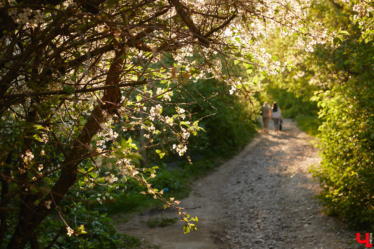 Что может быть лучше для красивых кадров, чем цветущие в мае деревья и кустарники на фоне? Только когда вся эта буйная палитра красок находится сразу в одном месте! Мы собрали для вас пять самых привлекательных локаций во Владимире, где можно не только полюбоваться природой, но и устроить нежный весенний фотосет на память.
