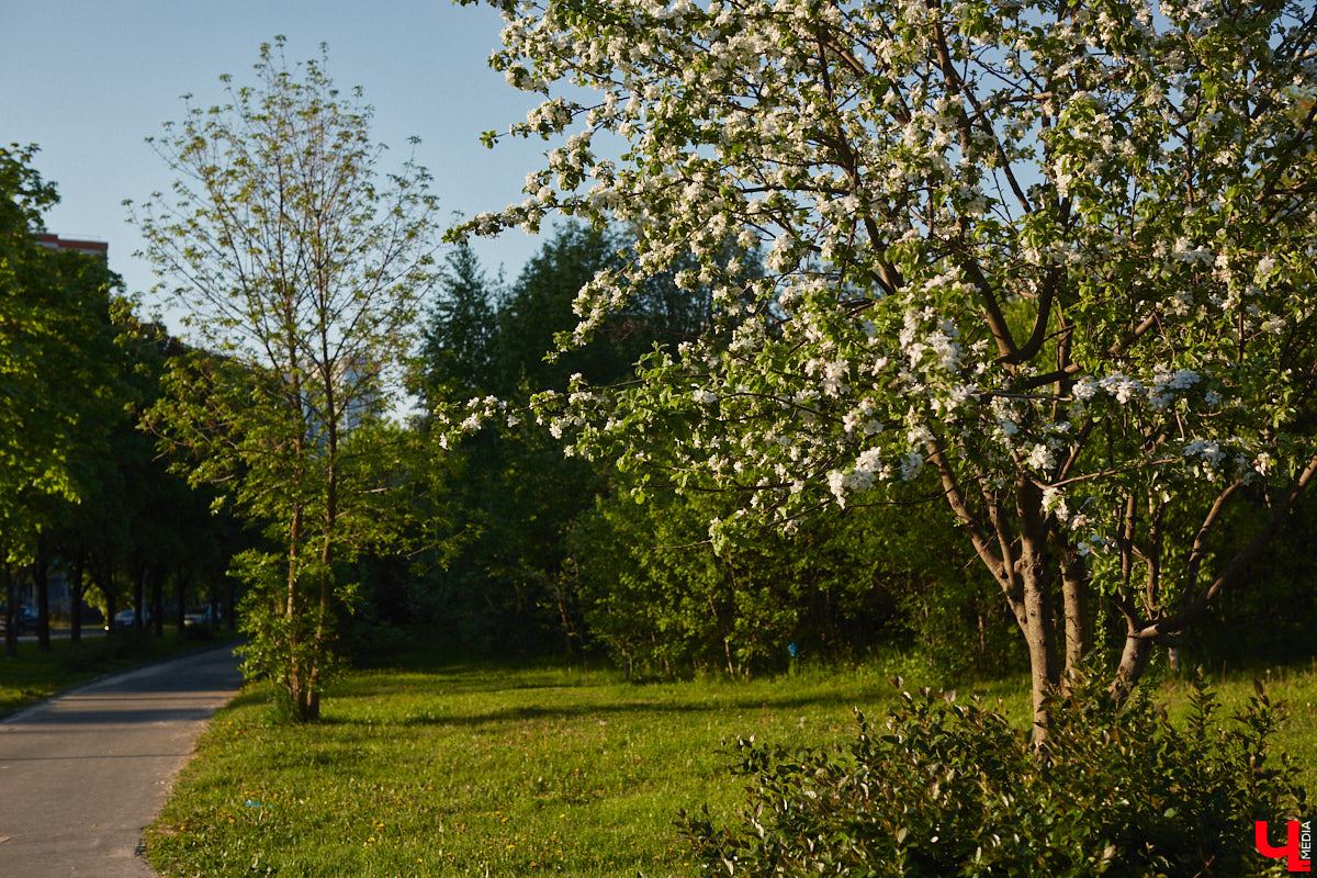Что может быть лучше для красивых кадров, чем цветущие в мае деревья и кустарники на фоне? Только когда вся эта буйная палитра красок находится сразу в одном месте! Мы собрали для вас пять самых привлекательных локаций во Владимире, где можно не только полюбоваться природой, но и устроить нежный весенний фотосет на память.