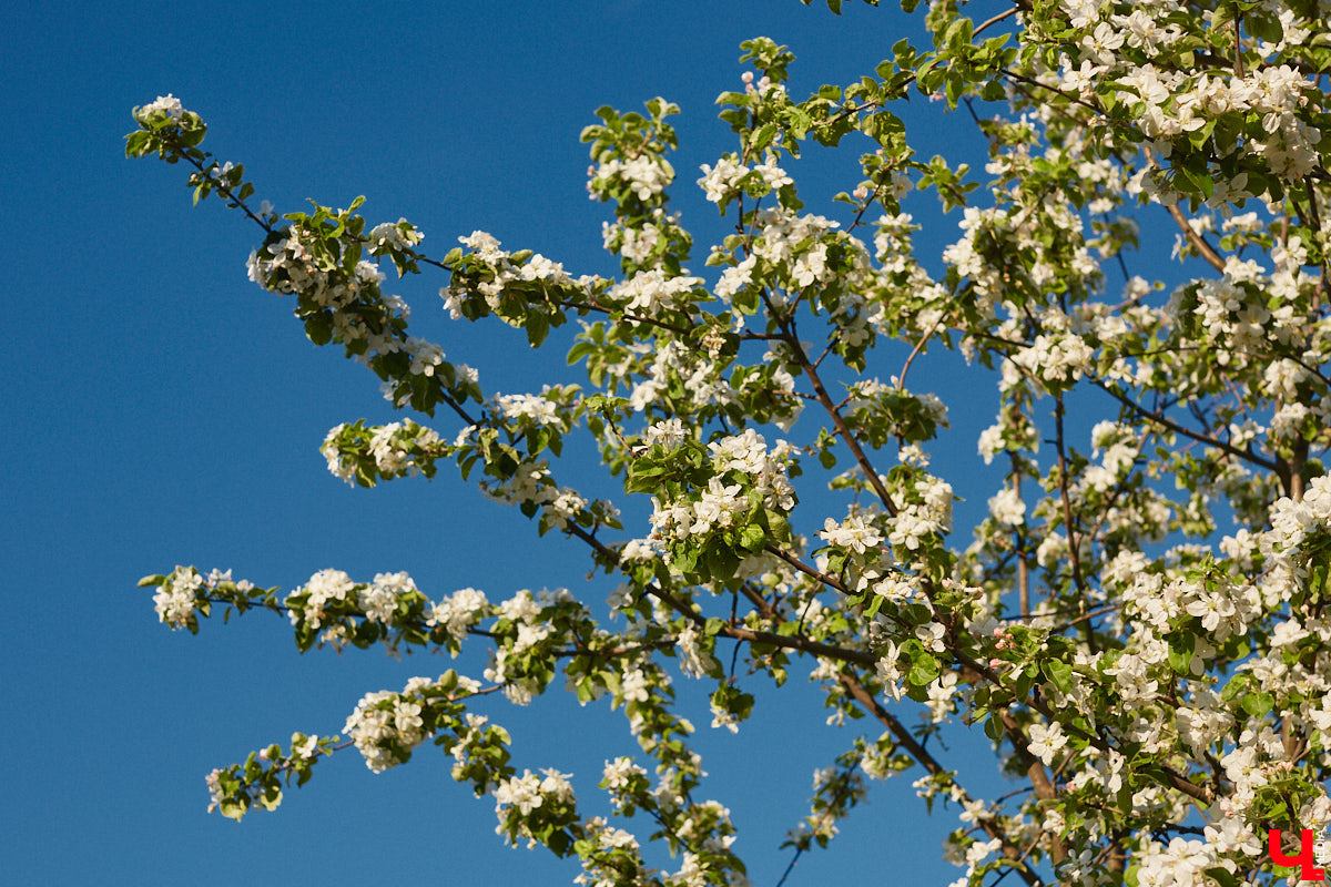 Что может быть лучше для красивых кадров, чем цветущие в мае деревья и кустарники на фоне? Только когда вся эта буйная палитра красок находится сразу в одном месте! Мы собрали для вас пять самых привлекательных локаций во Владимире, где можно не только полюбоваться природой, но и устроить нежный весенний фотосет на память.