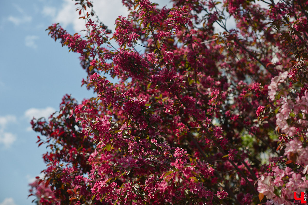 Что может быть лучше для красивых кадров, чем цветущие в мае деревья и кустарники на фоне? Только когда вся эта буйная палитра красок находится сразу в одном месте! Мы собрали для вас пять самых привлекательных локаций во Владимире, где можно не только полюбоваться природой, но и устроить нежный весенний фотосет на память.