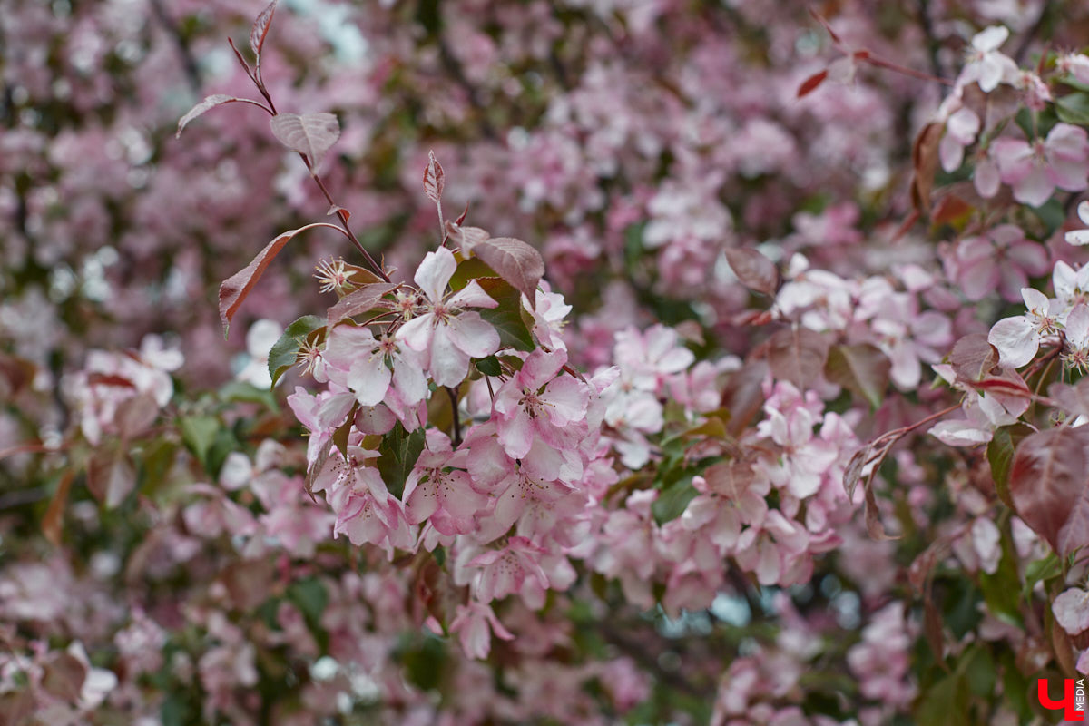 Что может быть лучше для красивых кадров, чем цветущие в мае деревья и кустарники на фоне? Только когда вся эта буйная палитра красок находится сразу в одном месте! Мы собрали для вас пять самых привлекательных локаций во Владимире, где можно не только полюбоваться природой, но и устроить нежный весенний фотосет на память.