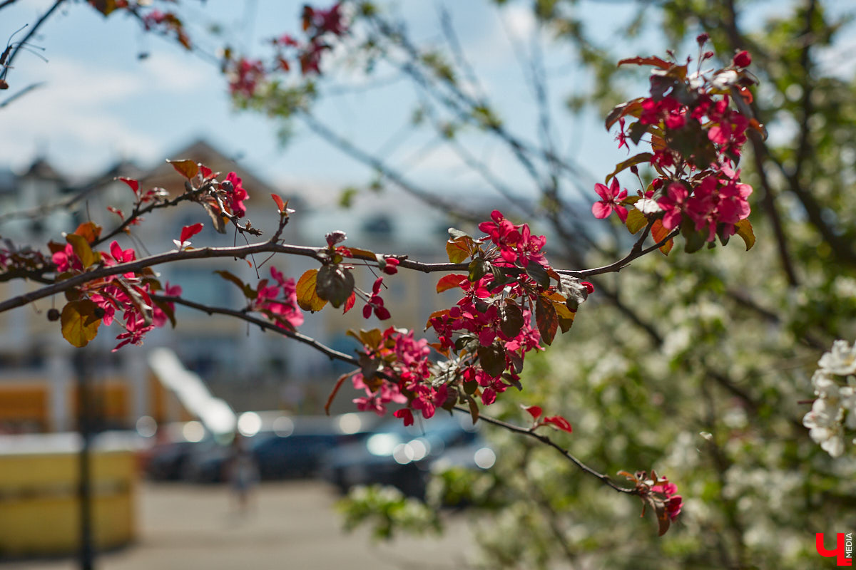 Что может быть лучше для красивых кадров, чем цветущие в мае деревья и кустарники на фоне? Только когда вся эта буйная палитра красок находится сразу в одном месте! Мы собрали для вас пять самых привлекательных локаций во Владимире, где можно не только полюбоваться природой, но и устроить нежный весенний фотосет на память.